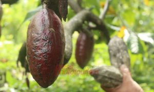 Dispertan Kab. Madiun, Rehabilitasi Kakao’ Baru