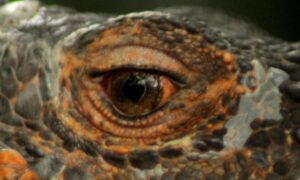 Iguana Koleksi Obyek Wisata Madiun Umbul Square