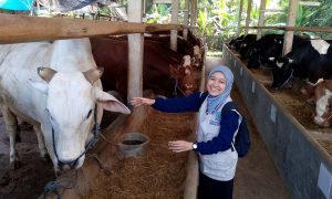 Sapi-Sapi Dinyatakan Sehat, KWWF Bajulan Jual Hewan Qurban