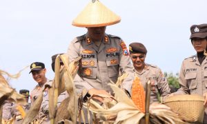 Wujudkan Swasembada Pangan Nasional, Polres Madiun Panen 1 Ton Jagung