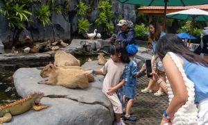 Wisatawan Melonjak di Libur Sekolah, Wamenpar Pastikan Bali Safari Siap Sambut Pengunjung