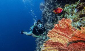 Hari Kelautan Nasional, Ini 10 Spot Diving Indah di Indonesia yang Bisa Kamu Jelajahi