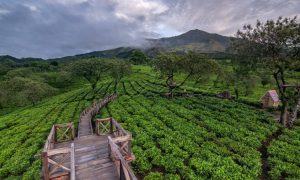 Mantra116, Ajang Trail Run dengan Pemandangan Menakjubkan Gunung Arjuno-Welirang