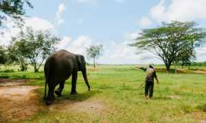 Wisata Melihat Gajah Di Habitat Aslinya